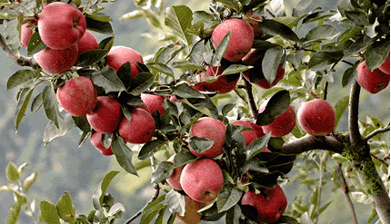 applefestmemories