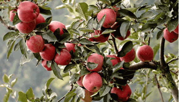 applefestmemories